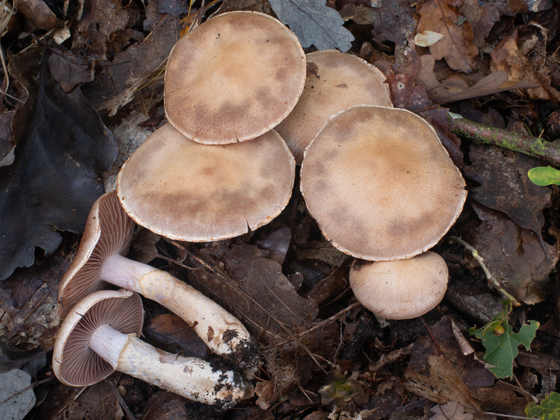 Cortinarius tigrinipes